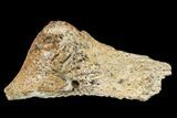 Triceratops Quadratojugal Bone Section - Montana #113120-1